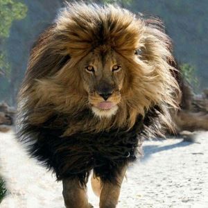 Meet your Posher, Gus